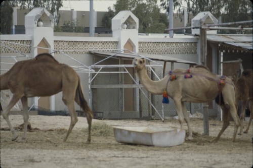 193_UAE   '92.2