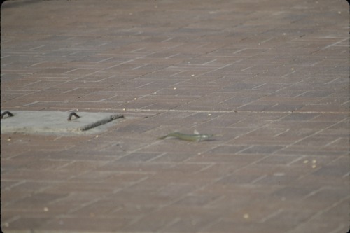 193_UAE   '92.2