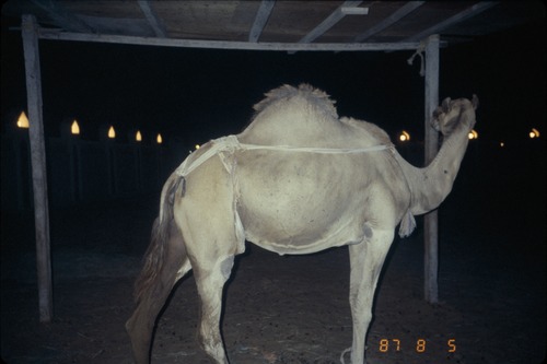 113_ＵＡＥ　'86.12月、'87.7月　Ⅰ