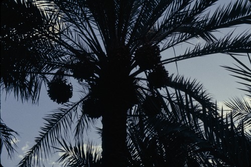 113_ＵＡＥ　'86.12月、'87.7月　Ⅰ