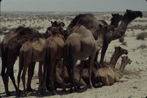 113_ＵＡＥ　'86.12月、'87.7月　Ⅰ