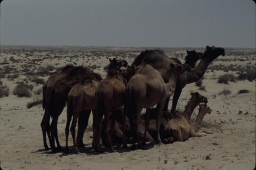 113_ＵＡＥ　'86.12月、'87.7月　Ⅰ