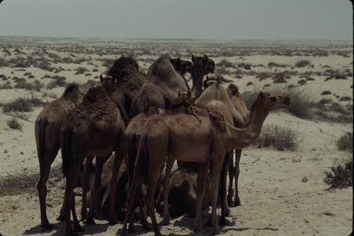 113_ＵＡＥ　'86.12月、'87.7月　Ⅰ