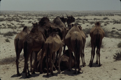 113_ＵＡＥ　'86.12月、'87.7月　Ⅰ