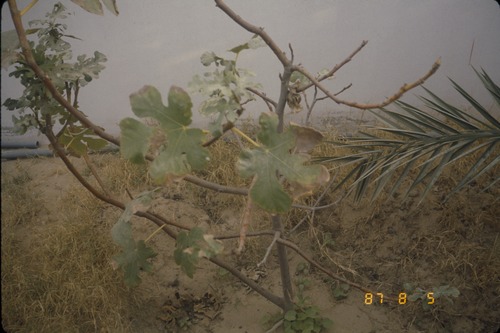 113_ＵＡＥ　'86.12月、'87.7月　Ⅰ