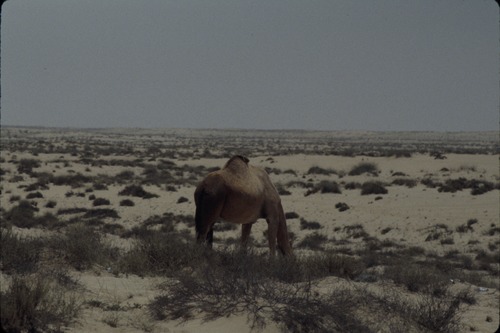 113_ＵＡＥ　'86.12月、'87.7月　Ⅰ