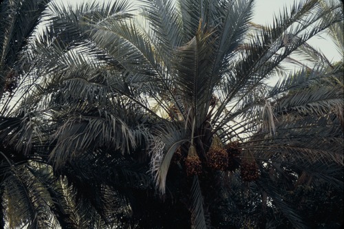 113_ＵＡＥ　'86.12月、'87.7月　Ⅰ
