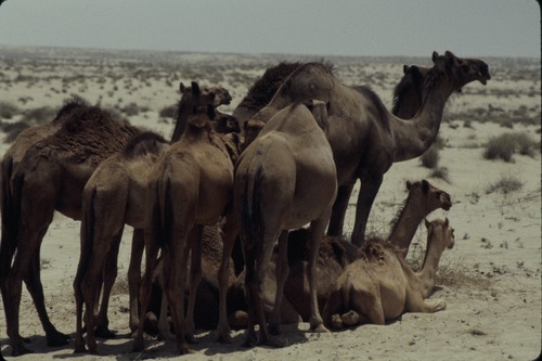 113_ＵＡＥ　'86.12月、'87.7月　Ⅰ