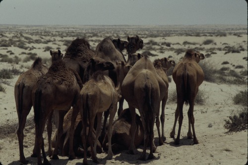 113_ＵＡＥ　'86.12月、'87.7月　Ⅰ