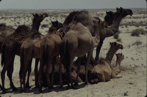 113_ＵＡＥ　'86.12月、'87.7月　Ⅰ