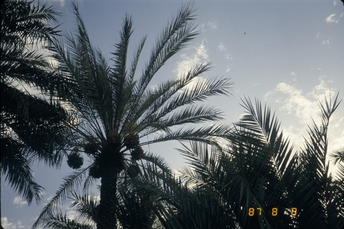 113_ＵＡＥ　'86.12月、'87.7月　Ⅰ