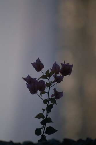 115_オマーン　'87.12月