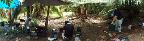 Guam - Aga Tongan (Summer, 2015) - 08:12:2015  - DSCF1141