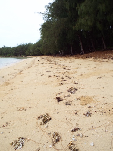 Guam - Aga Tongan (Summer, 2015) - 08:21:2015  - DSCF1608