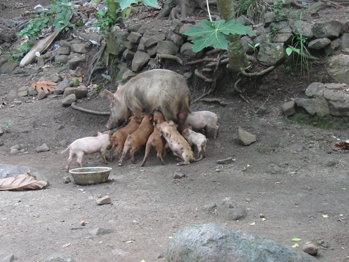 POHNPEI - Pohnpei (2007) - Pohnpei (07-1) - 3174