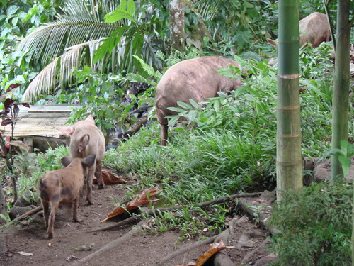 POHNPEI - Pohnpei (2007) - Pohnpei (07-1) - 3184