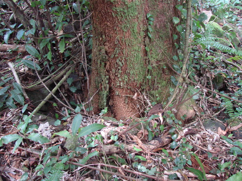 POHNPEI - Pohnpei (2007) - Pohnpei (07-1) - 3235