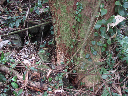 POHNPEI - Pohnpei (2007) - Pohnpei (07-1) - 3236