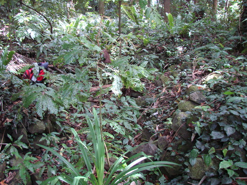POHNPEI - Pohnpei (2007) - Pohnpei (07-1) - 3239