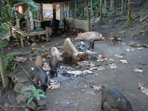 POHNPEI - Pohnpei (2007) - Pohnpei (07-1) - 3254