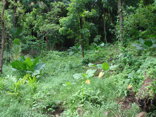 POHNPEI - Pohnpei (2007) - Pohnpei (07-1) - 3312