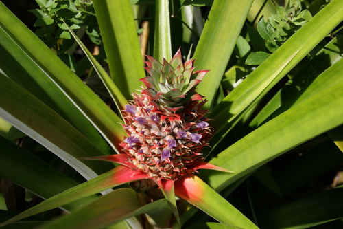 POHNPEI - Pohnpei (2009) - 2009a (1410a) Soukrou   No. 1 - パイナップルの実