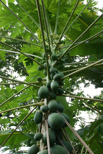 POHNPEI - Pohnpei (2009) - 2009a (1410a) Soukrou   No. 1 - パパイアa