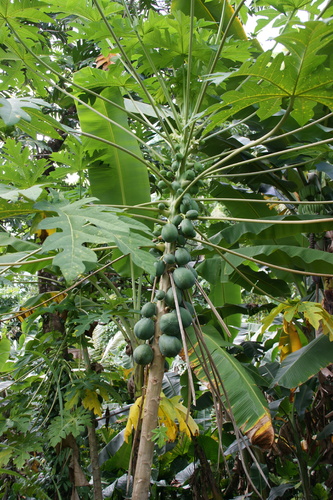 POHNPEI - Pohnpei (2009) - 2009a (1410a) Soukrou   No. 1 - パパイアb