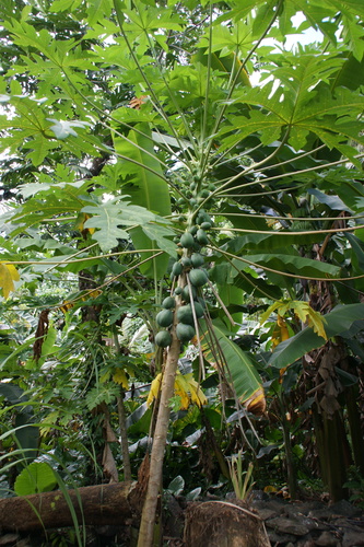 POHNPEI - Pohnpei (2009) - 2009a (1410a) Soukrou   No. 1 - パパイアc
