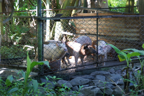 POHNPEI - Pohnpei (2009) - 2009a (1410a) Soukrou   No. 1 - ブタ小屋