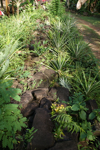 POHNPEI - Pohnpei (2009) - 2009a (1410a) Soukrou   No. 1 - 外庭のパイナップル
