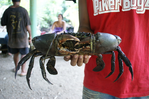 POHNPEI - Pohnpei (2009) - 2009a (1410a) Soukrou   No. 1 - 巨大マングローブ蟹c