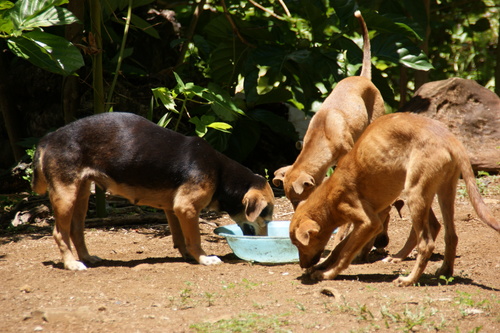 POHNPEI - Pohnpei (2009) - 2009a (1410a) Soukrou   No. 1 - 食事中のイヌたちa