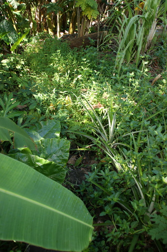 POHNPEI - Pohnpei (2009) - 2009a (1410a) Soukrou   No. 1 - 中庭のサトウキビa
