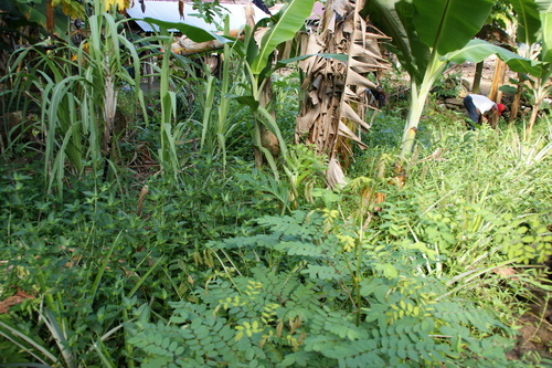 POHNPEI - Pohnpei (2009) - 2009a (1410a) Soukrou   No. 1 - 中庭のサトウキビb