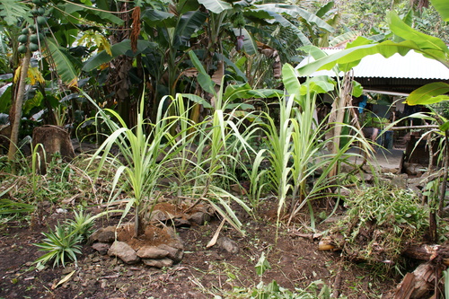 POHNPEI - Pohnpei (2009) - 2009a (1410a) Soukrou   No. 1 - 中庭のサトウキビc