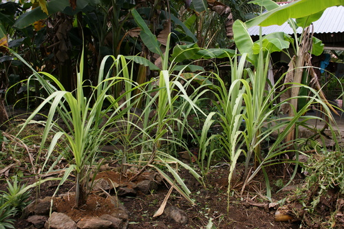 POHNPEI - Pohnpei (2009) - 2009a (1410a) Soukrou   No. 1 - 中庭のサトウキビd