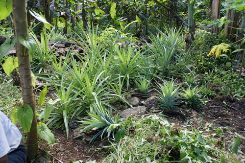 POHNPEI - Pohnpei (2009) - 2009a (1410a) Soukrou   No. 1 - 中庭のパイナップルa