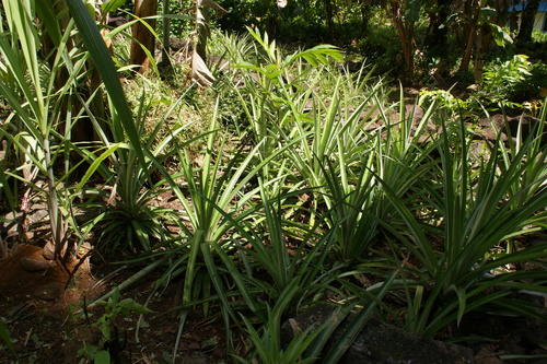 POHNPEI - Pohnpei (2009) - 2009a (1410a) Soukrou   No. 1 - 中庭のパイナップルb
