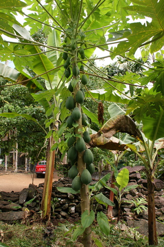 POHNPEI - Pohnpei (2009) - 2009a (1410a) Soukrou   No. 1 - 中庭のパパイアc