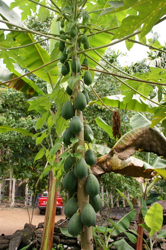 POHNPEI - Pohnpei (2009) - 2009a (1410a) Soukrou   No. 1 - 中庭のパパイアd