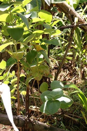 POHNPEI - Pohnpei (2009) - 2009a (1410a) Soukrou   No. 1 - 中庭の装飾用植物a