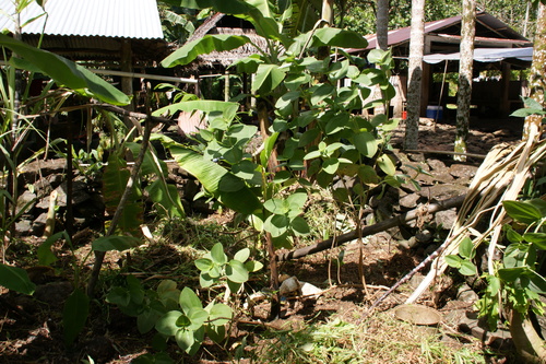 POHNPEI - Pohnpei (2009) - 2009a (1410a) Soukrou   No. 1 - 中庭の装飾用植物b