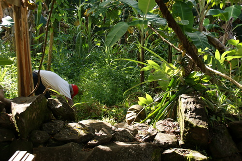 POHNPEI - Pohnpei (2009) - 2009a (1410a) Soukrou   No. 1 - 伐採作業a