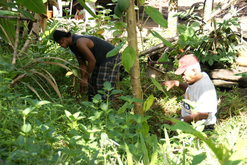 POHNPEI - Pohnpei (2009) - 2009a (1410a) Soukrou   No. 1 - 伐採作業c