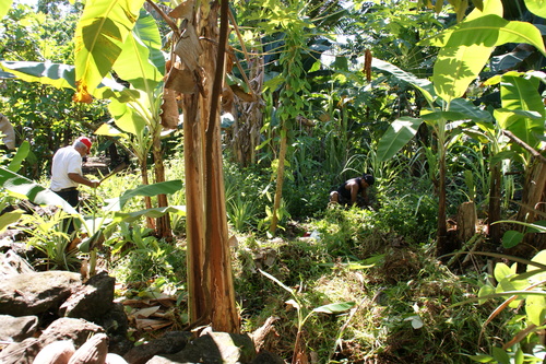 POHNPEI - Pohnpei (2009) - 2009a (1410a) Soukrou   No. 1 - 伐採作業g
