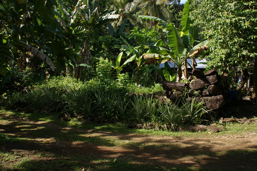 POHNPEI - Pohnpei (2009) - 2009a (1410a) Soukrou   No. 1 - 伐採前の遺跡