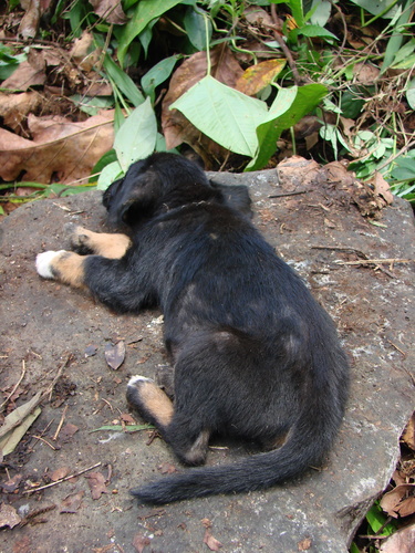 POHNPEI - Pohnpei (2009) - 2009b (810) Peinkipar - イヌ