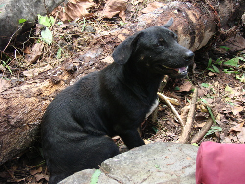 POHNPEI - Pohnpei (2009) - 2009b (810) Peinkipar - イヌa