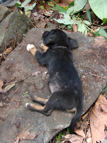 POHNPEI - Pohnpei (2009) - 2009b (810) Peinkipar - イヌc